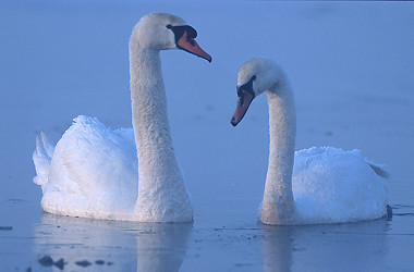 Swan - Wikipedia